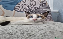 Snowshoe cats for sale: Pedigree snowshoes ready now only two left - Image 7