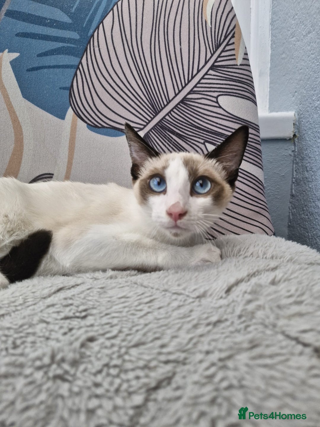 Snowshoe cats for sale: Pedigree snowshoes ready now only two left - Image 7