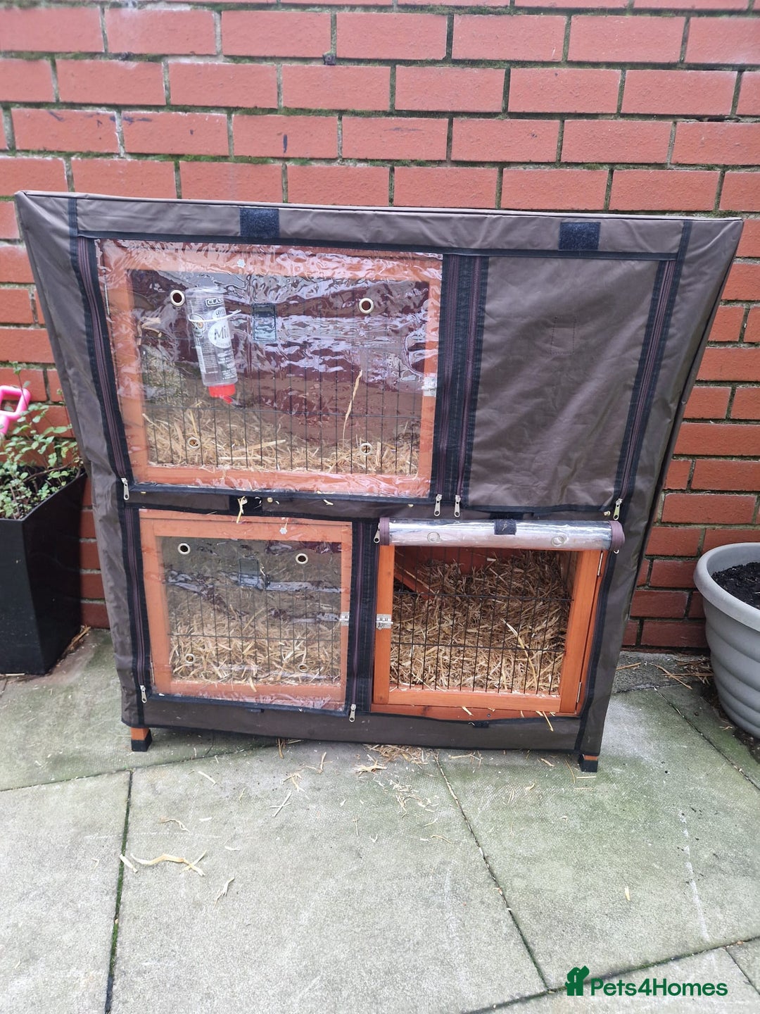 Lionhead rabbits for sale: Beautiful Lion head Rabbit & Full Setup - Advert 4