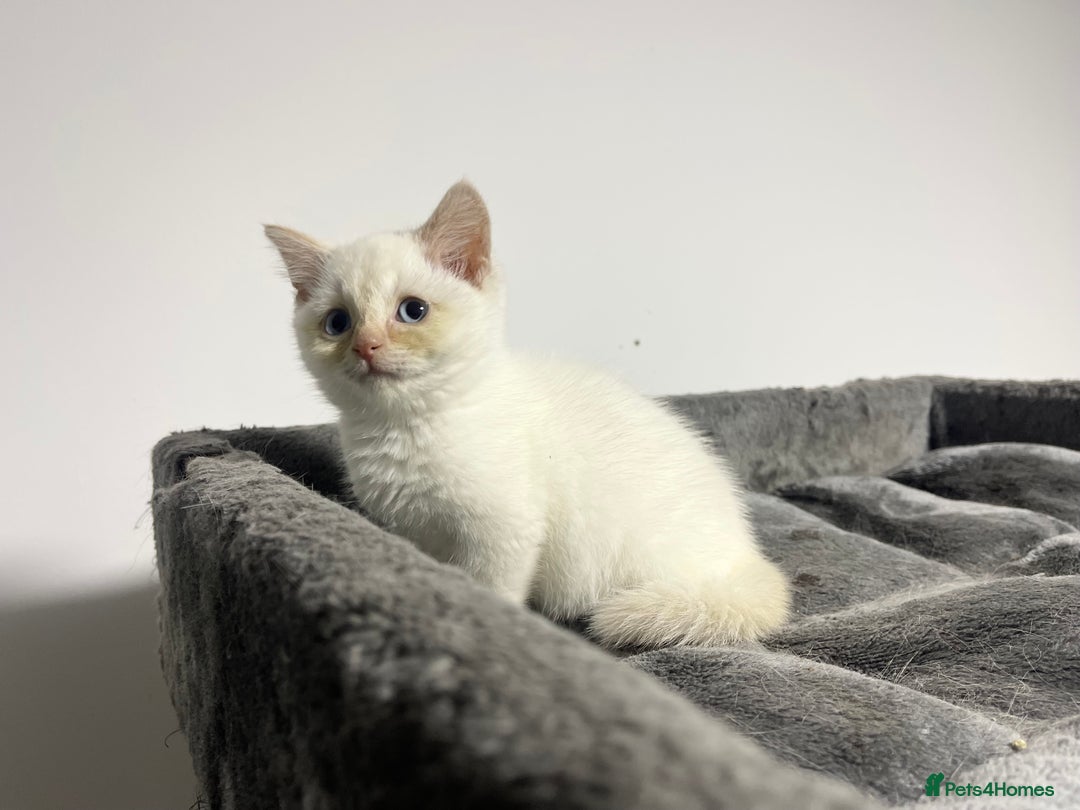 British Shorthair cats for sale: White british shorthair GIRL with blue eyes - Advert 3