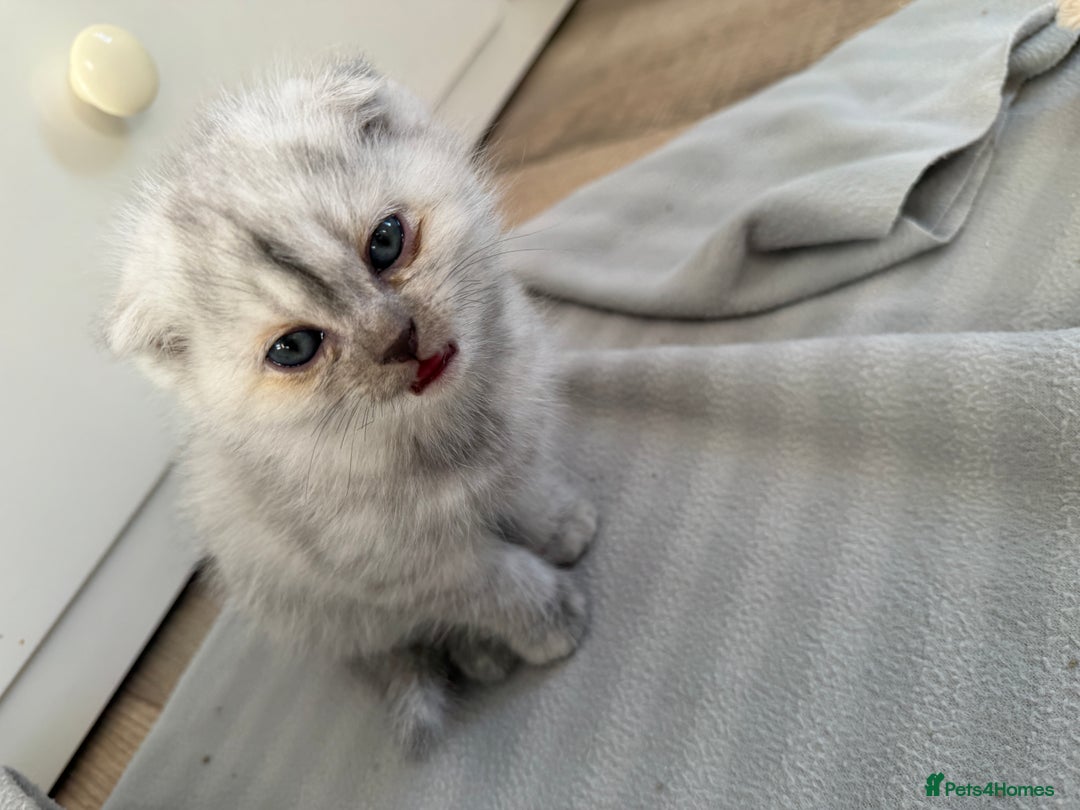 Scottish Fold cats for sale: Scottish fold/straight boy kitten - Advert 8