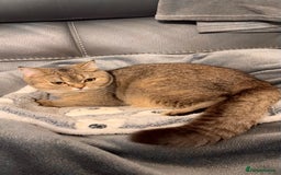 British Shorthair cats for sale: Female NY25 Golden Shaded British Shorthair Kitten in Birmingham - Image 2