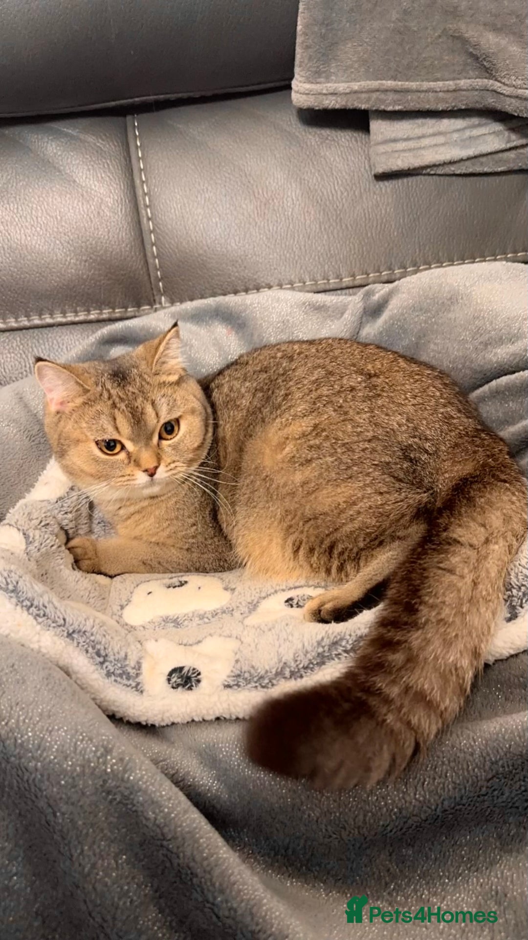 British Shorthair cats for sale: Female NY25 Golden Shaded British Shorthair Kitten in Birmingham - Image 2