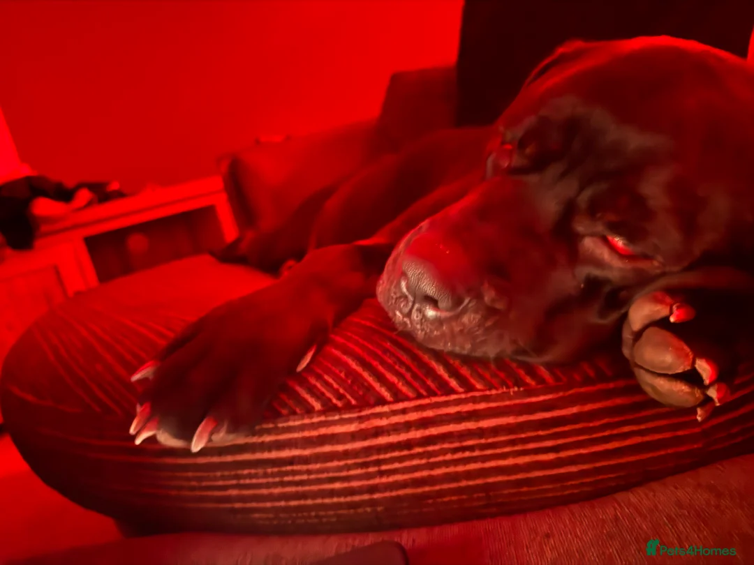 Cane Corso dogs for sale: Pure breed Cane Corso pups - Advert 8