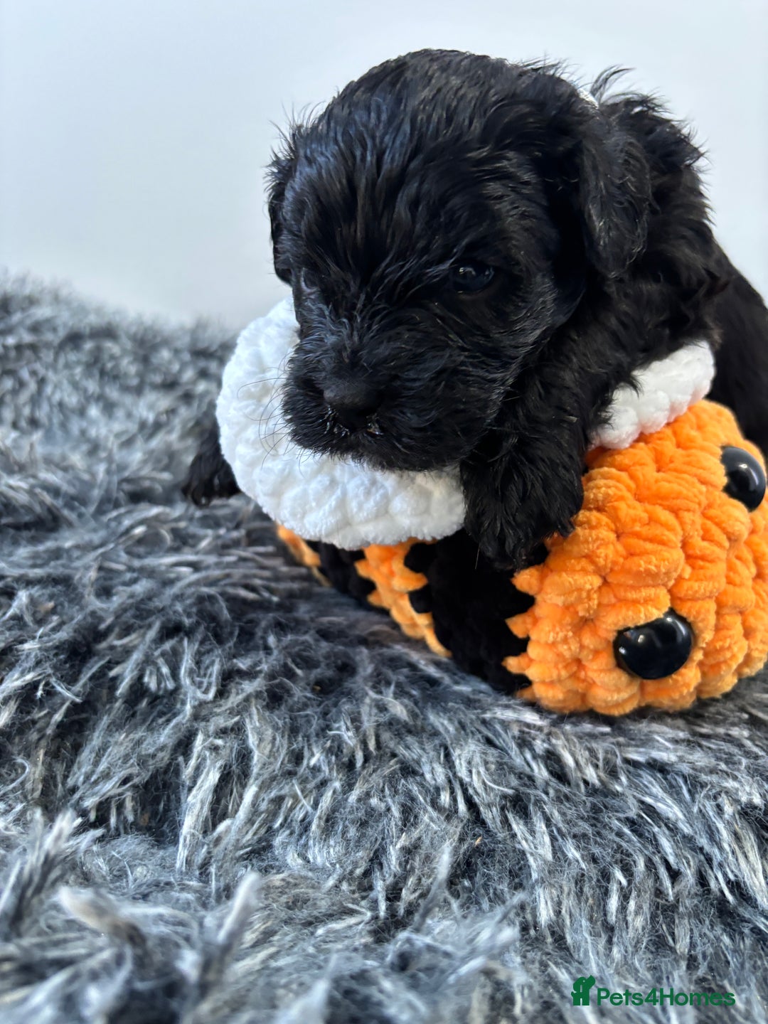 Mixed Breed dogs for sale: Beautiful Sproodle x Lhasa Apso Puppies - Advert 26