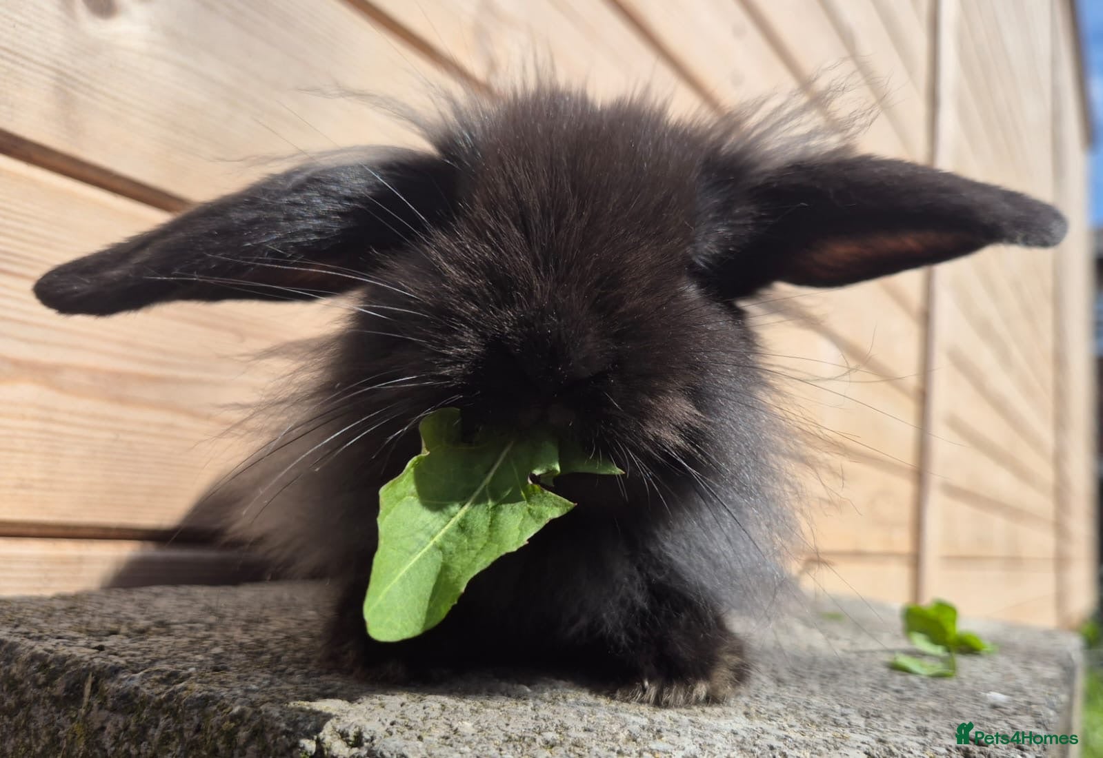 Mini Lop rabbits 1 Mini lop and 3 lionlops 8 weeks old - Advert 16