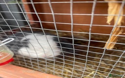 Mini Lop rabbits for sale: Bunny’s for sale  - Image 3