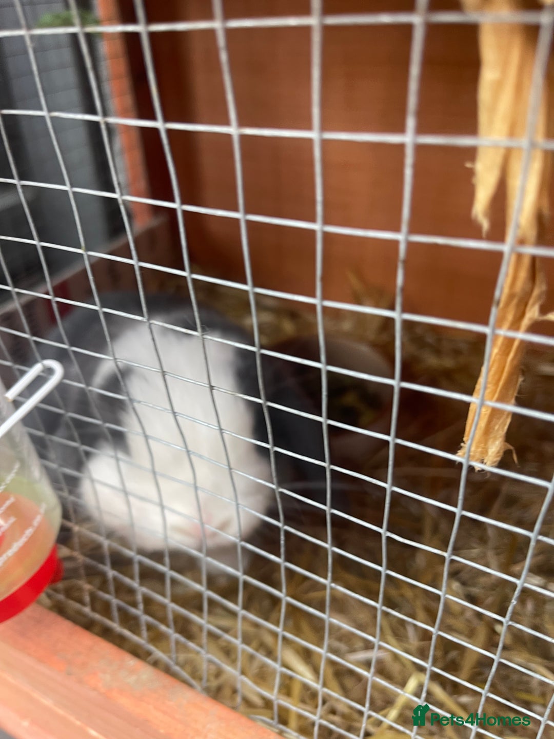 Mini Lop rabbits for sale: Bunny’s for sale  - Image 3