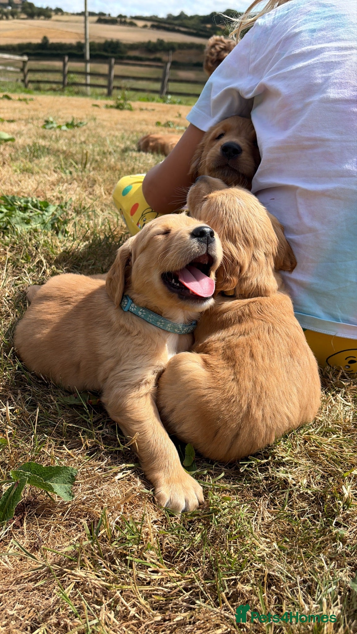 Golden Retriever dogs Outstanding breadlines with extensive health tests - Advert 2