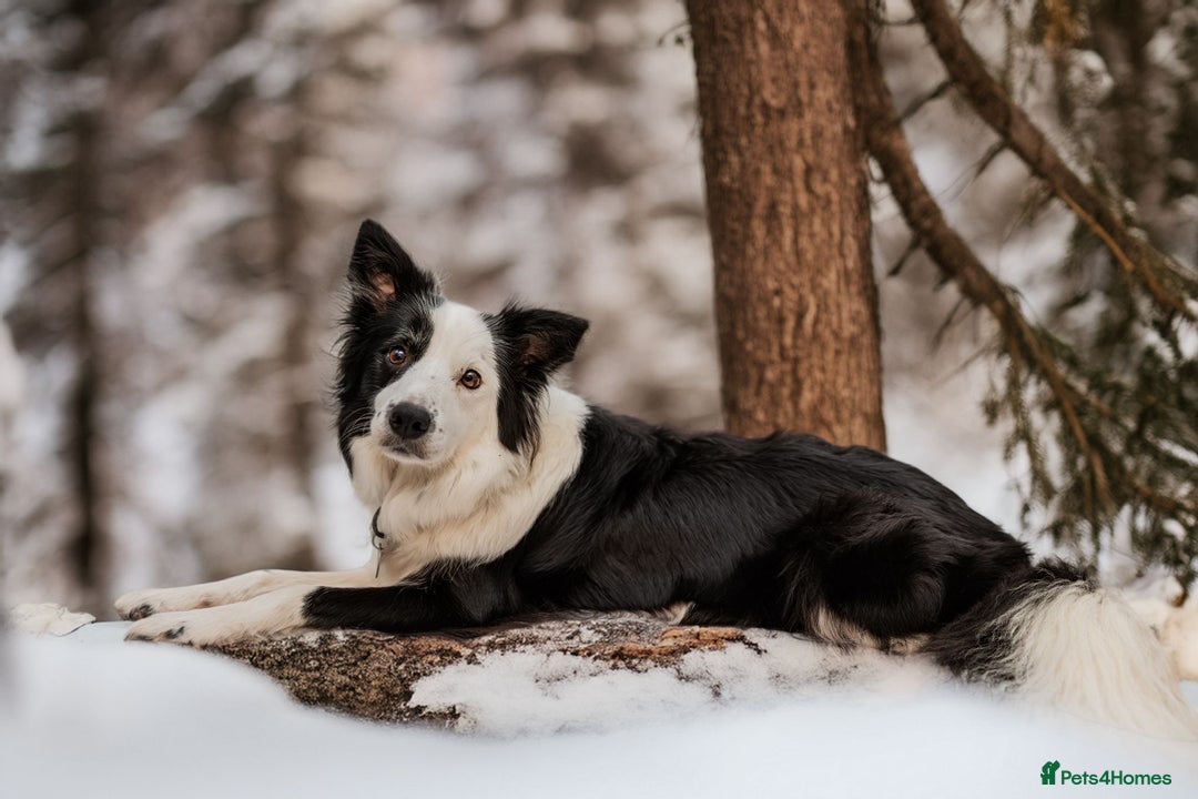 Border Collie dogs for sale: ❗️5⭐️ KC DNA tested champions LAST❗️border collie  - Advert 10