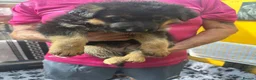 German Shepherd dogs for sale: Puppies - Advert 4
