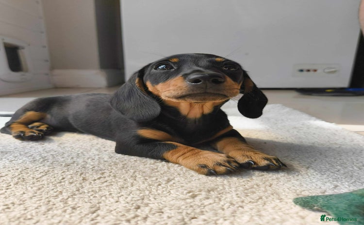 Miniature Dachshund dogs - Advert 9