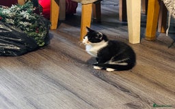 British Shorthair cats for sale: 3 adorable 11 weeks old kittens  - Advert 13