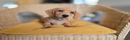 Miniature Dachshund dogs for sale: KC Registered Mini Dachshund Puppies. Rare colors - Advert 16