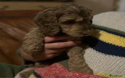 Cockapoo dogs for sale: Cockerpoo puppies F1 stunning colours - Image 34
