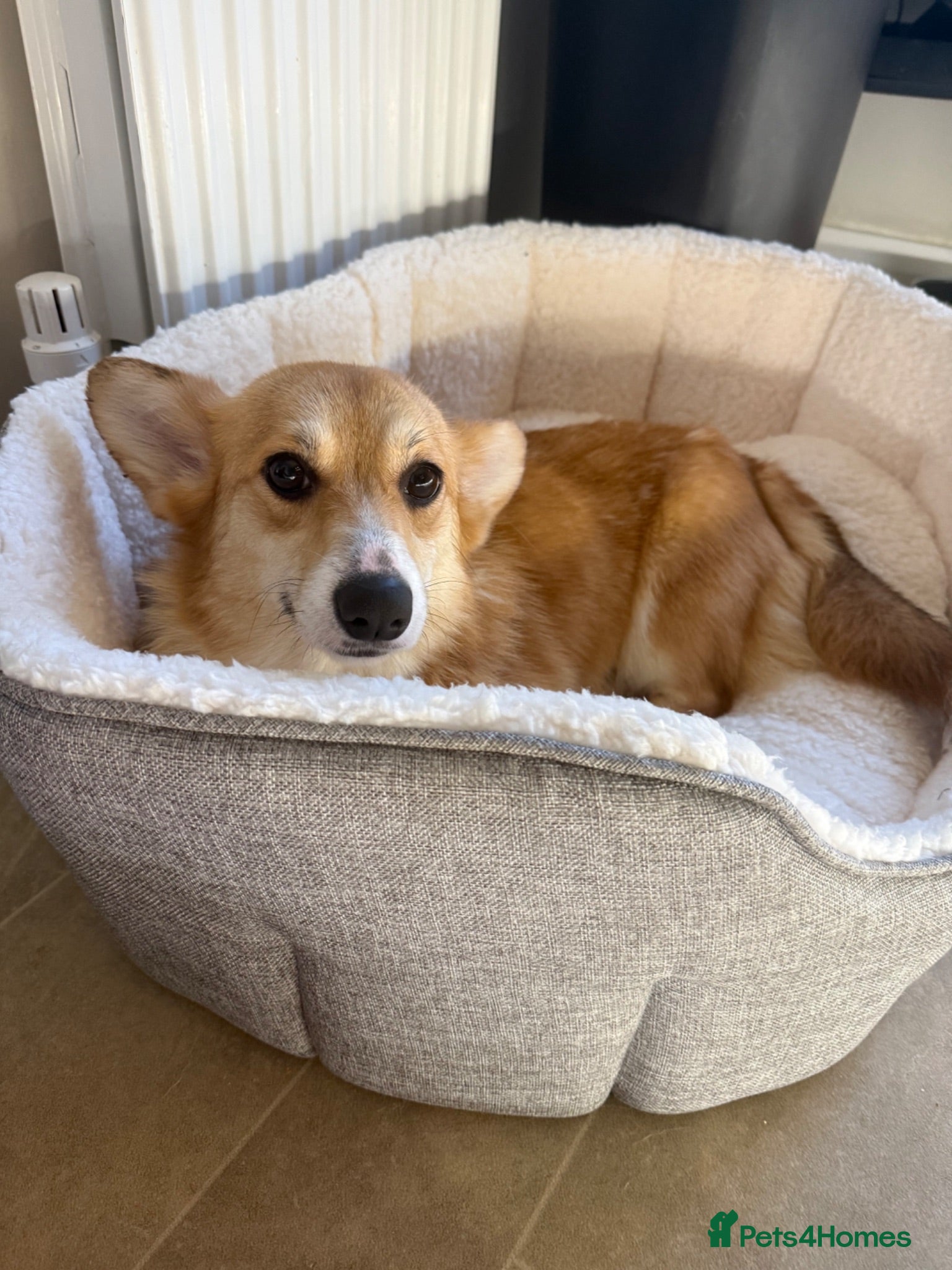 Welsh Corgi Pembroke dogs Female corgi for sale - Advert 15