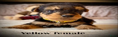 Airedale Terrier 2
