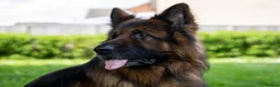 German Shepherd dogs for sale: Zues  - Advert 7