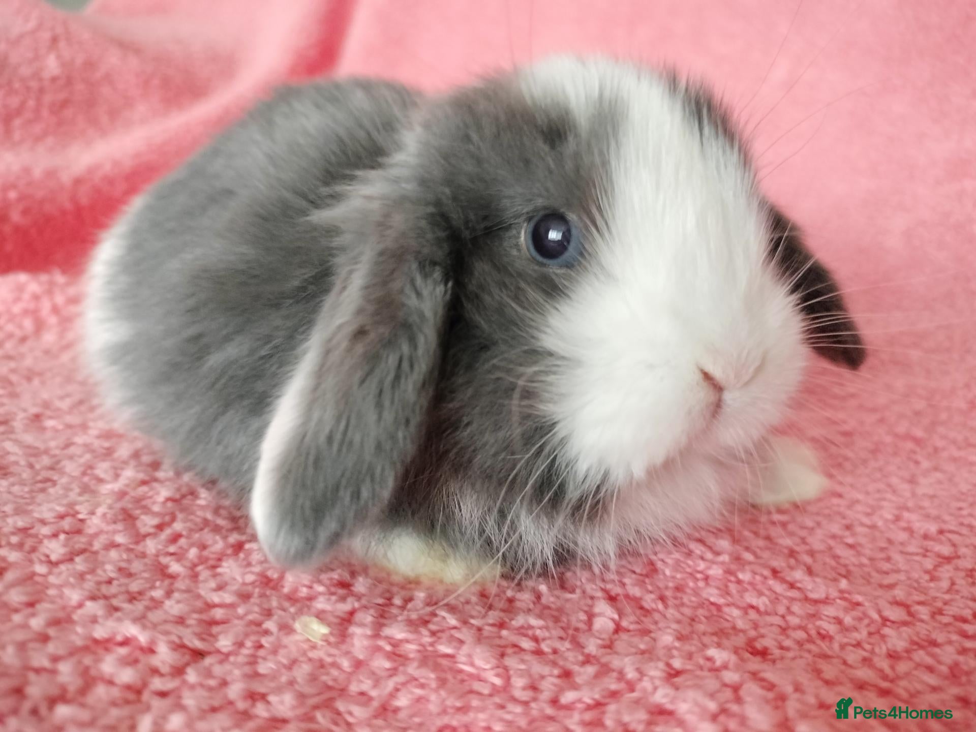 Mini Lop rabbits for sale: Baby mini lops for sale  - Advert 14