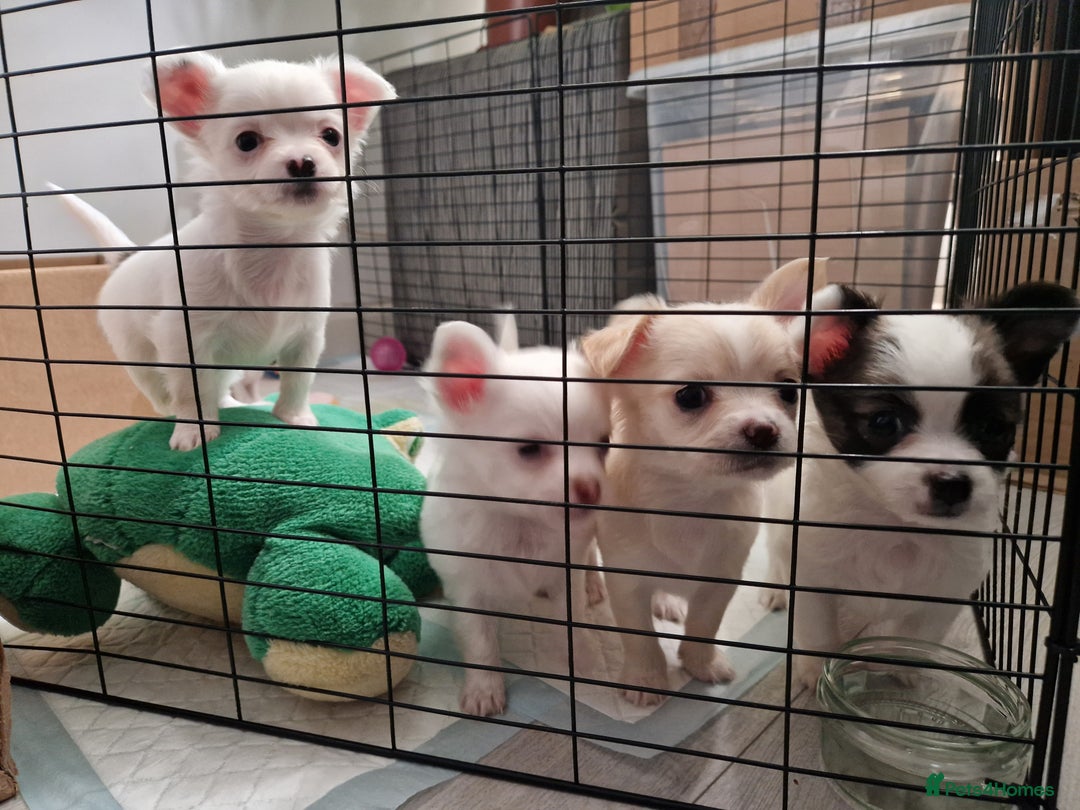 Chihuahua dogs for sale: Chihuahuas puppy's   - Image 29