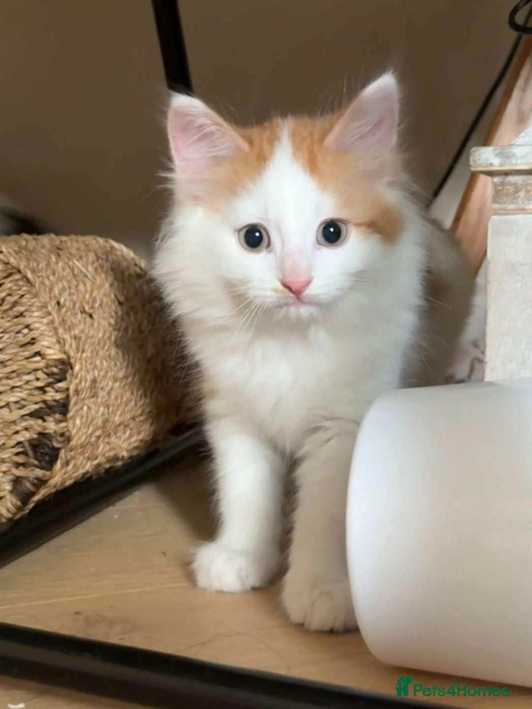 Domestic Shorthair cats for sale: three beautiful male kittens! in Newent - Image 7