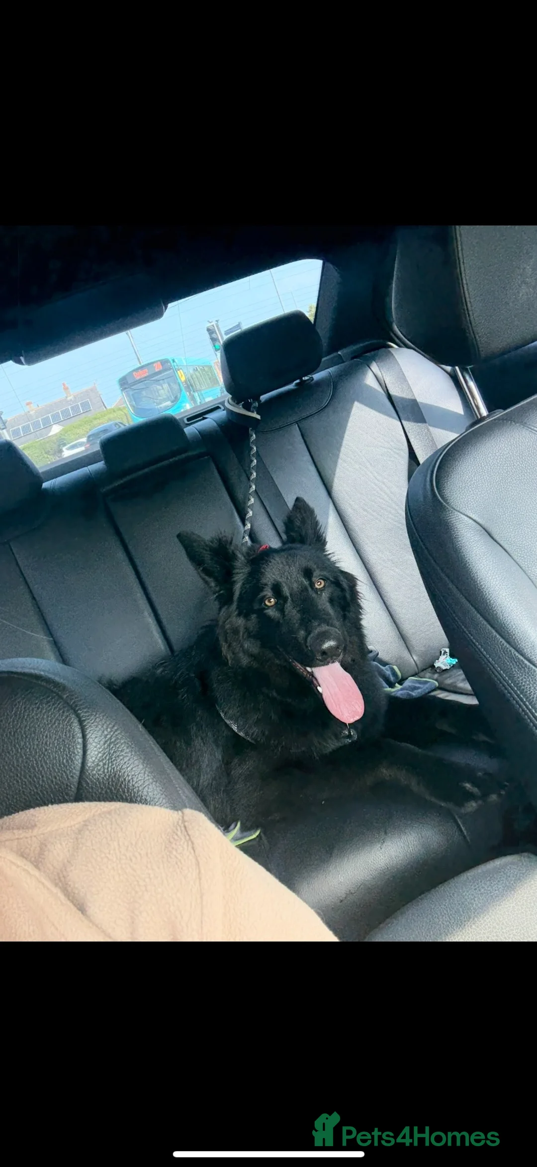 German Shepherd dogs for sale: Beautiful German Shepherd Puppies in Durham - Advert 2