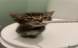 Mixed Breed cats for sale: Mouse — Rescue Kitten Looking for a Forever Home - Image 2