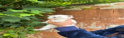 Ragdoll cats for sale: Beautiful Pure Blue Point Ragdoll  - Advert 34