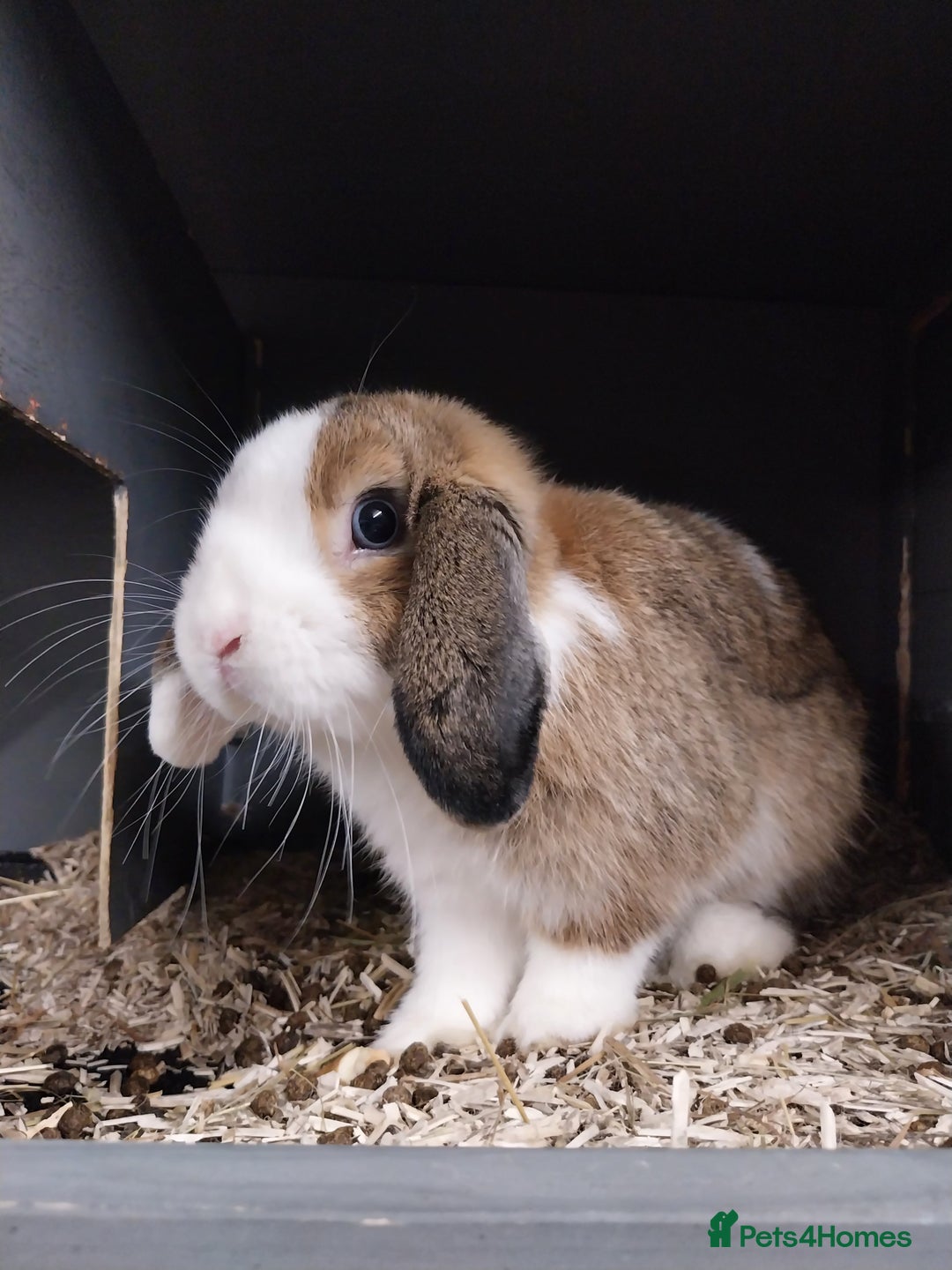 Mini Lop rabbits for sale: Mini lop rabbits  - Image 6