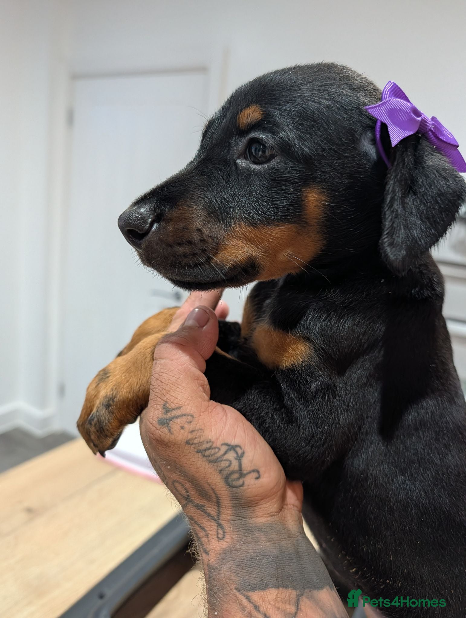Dobermann dogs  1 boy & 1 girl doberman puppies  - Advert 5