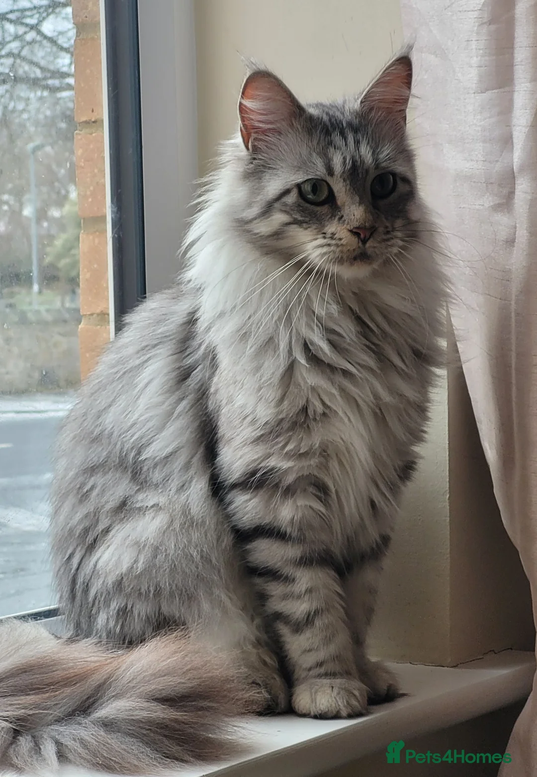 Maine Coon cats for sale: Female Silver Tabby Mainecoon - Advert 4