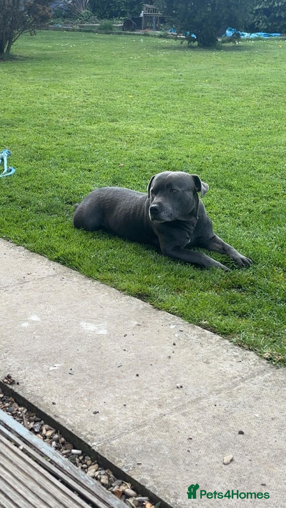 Staffordshire Bull Terrier dogs for sale: Beautiful blue staffy puppies  - Advert 11