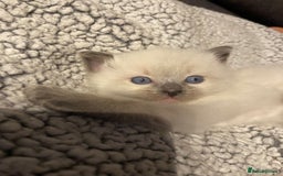Ragdoll cats for sale: Ragdoll kittens  - Image 2