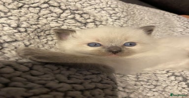 Ragdoll cats - Advert 2