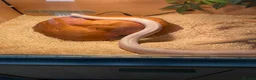 Corn Snake reptiles for sale: Corn Snake including full vivarium set up - Advert 5