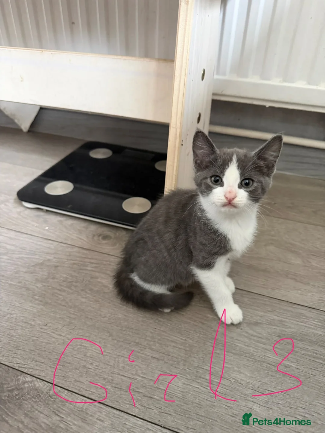 Mixed Breed cats for sale: Kittens Looking for a Loving Home  - Advert 18