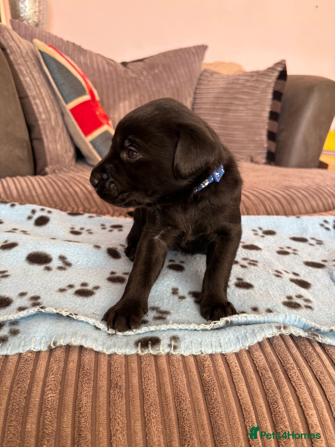Labrador Retriever dogs for sale: Black Lab Pup - Advert 7