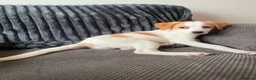 Jack Russell dogs for sale: 14 week old jack russell - Advert 8