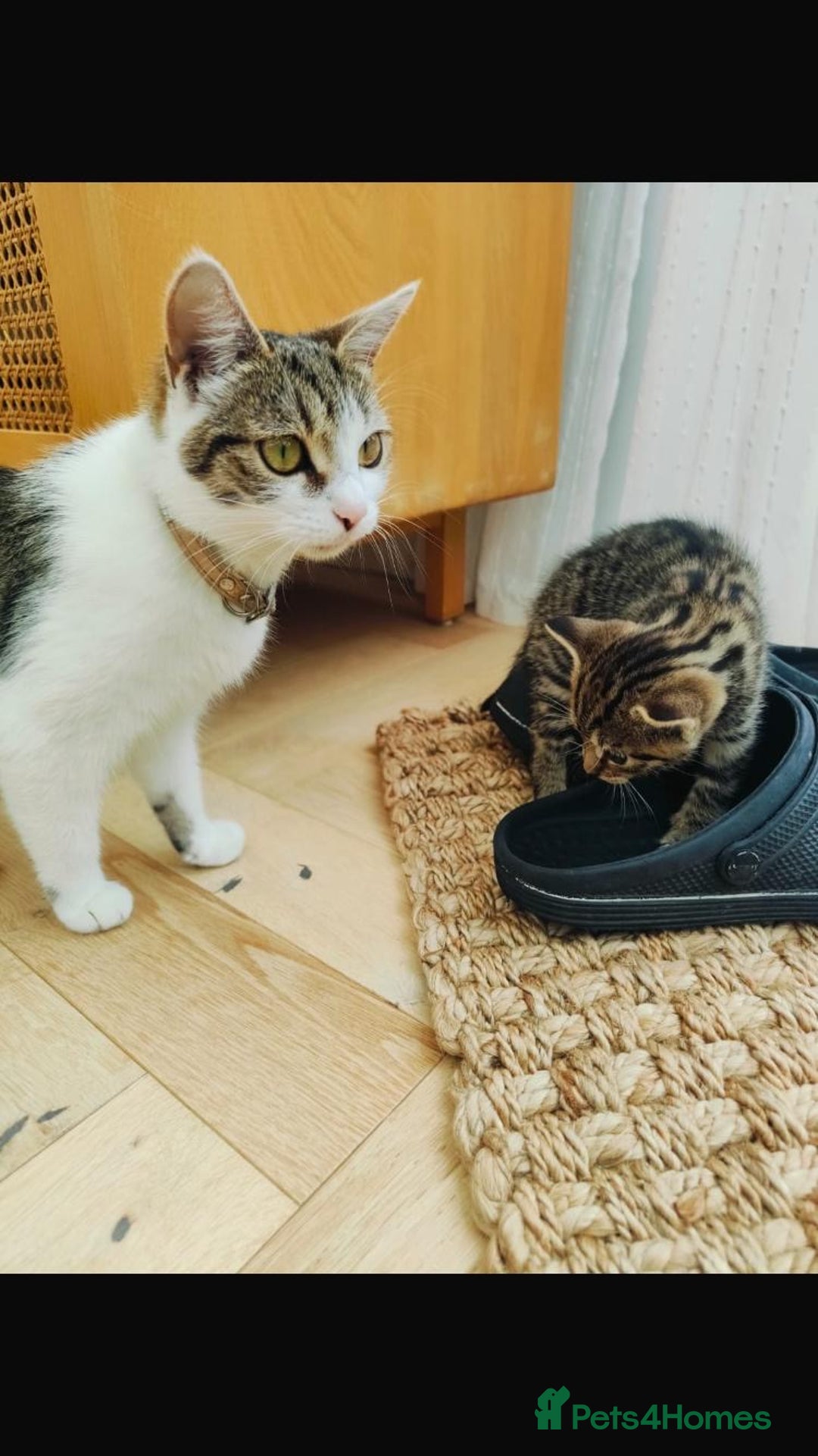 Mixed Breed cats for sale: Two male kittens available to adopt. - Image 3