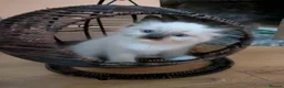Ragdoll cats for sale: Our adorable- Sepia,Mitted,Seal colorpoint - Advert 8