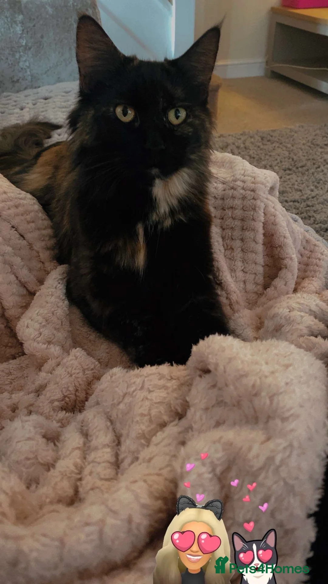 Maine Coon cats for sale: Maine Coon girl - Advert 4