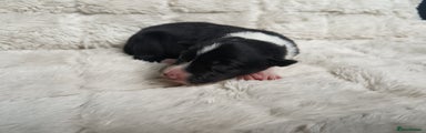 Border Collie Puppy 5