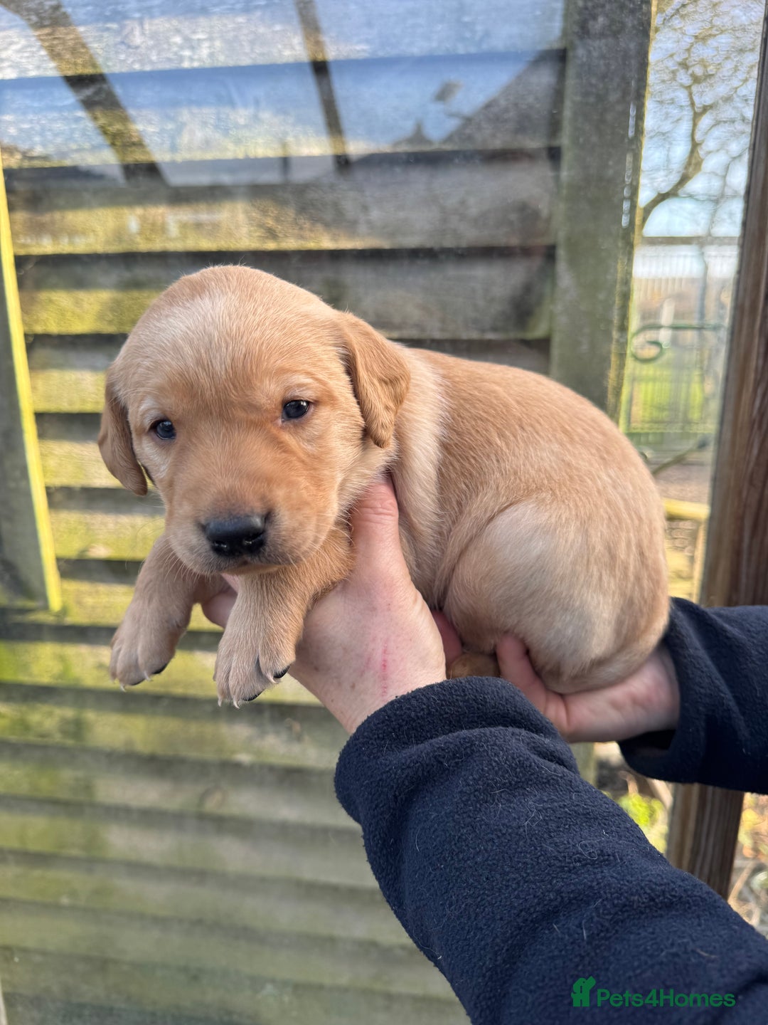 Labrador Retriever dogs for sale: 1st Class ⭐️⭐️⭐️⭐️⭐️ Licensed - Advert 8