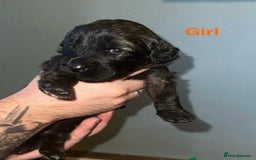 Saint Bernard dogs for sale: F1 St Berdoodle  - Image 17