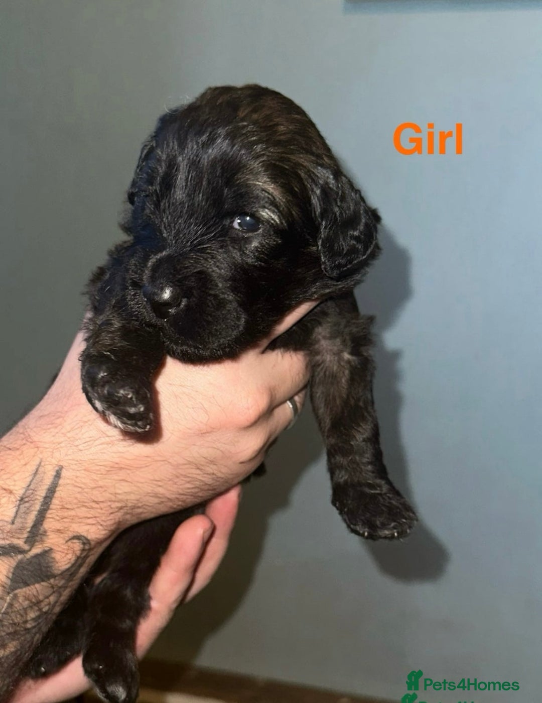 Saint Bernard dogs for sale: F1 St Berdoodle  - Image 17