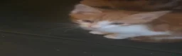 Mixed Breed cats for sale: 5 beautiful kittens  - Advert 5