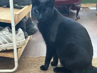 Russian Blue cats Toothless and Sammy - Advert 3