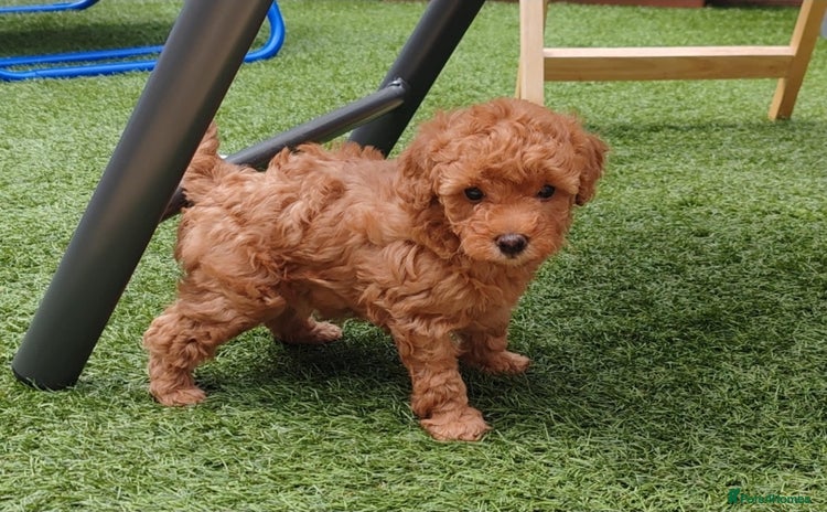 Yorkiepoo dogs - Advert 1