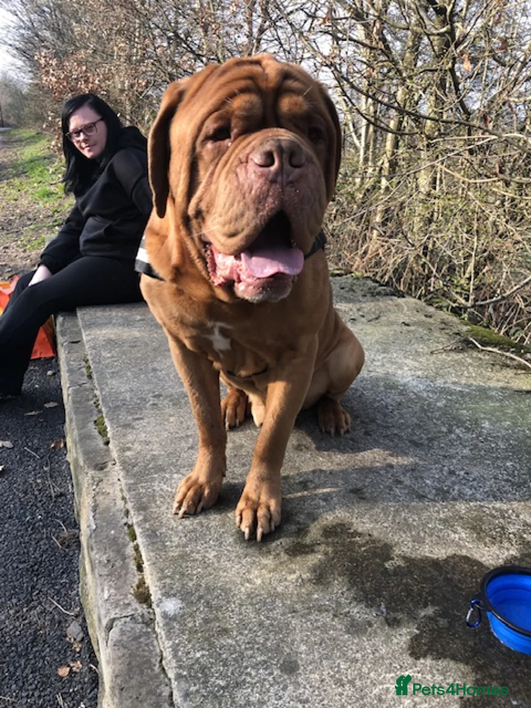 Dogue De Bordeaux dogs for sale: Male Dogue de bordeax in Mirfield - Advert 1