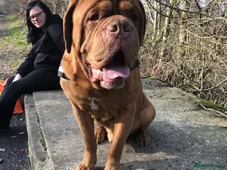 Dogue De Bordeaux dogs Male Dogue de bordeax - Advert 4